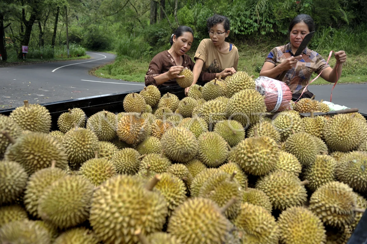 Campesinos del sudeste asiático comenzaron a recolectar durian de campo naturales de toda la región para su comercialización. Campesinos del sudeste asiático comenzaron a recolectar durian de campo naturales de toda la región para su comercialización.
