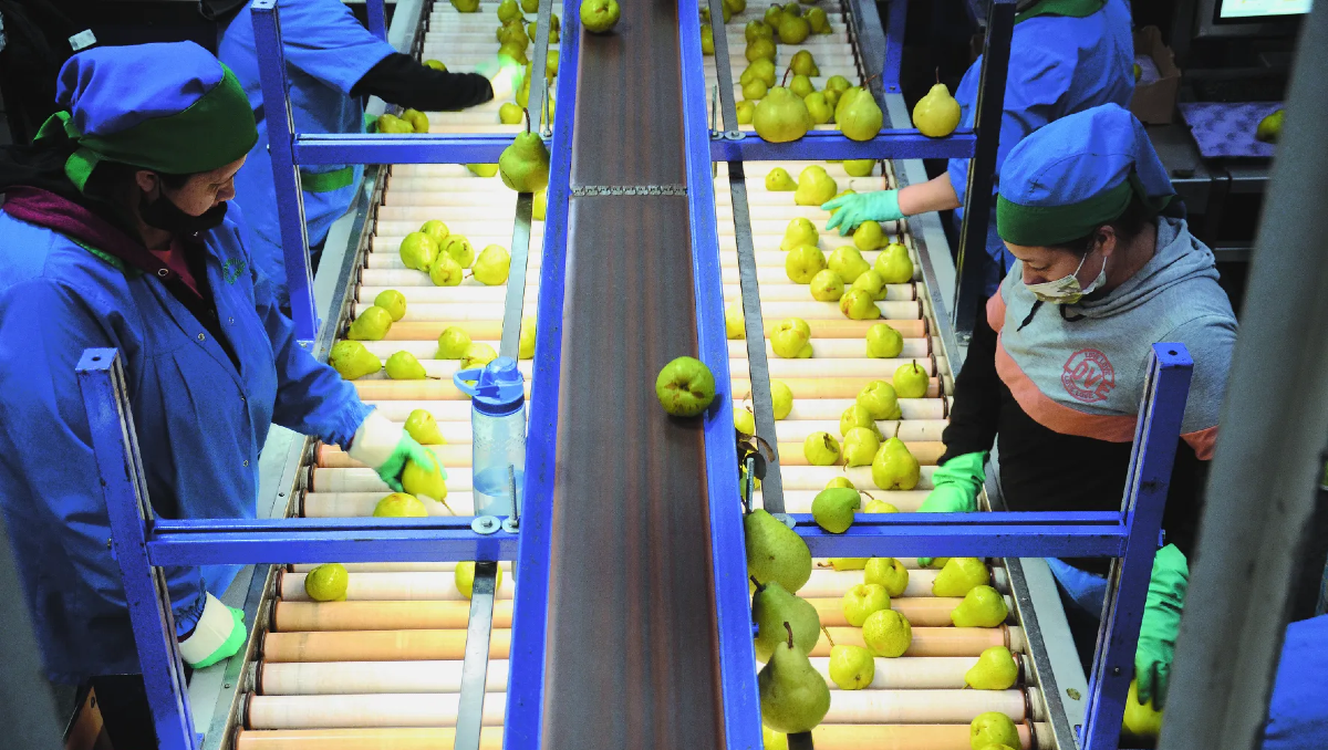 La provincia de Neuquén no solo tiene el boom de Vaca Muerta sino la actividad agroindustrial de exportación de peras, manzanas, cerezas, vinos y olivos.