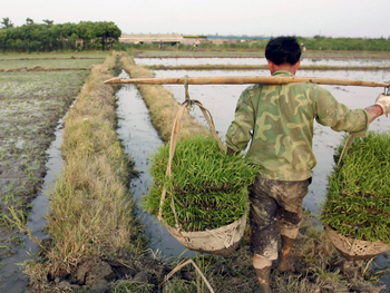 La automatización redujo el producto interno bruto local al disminuir la demanda de mano de obra agrícola.
