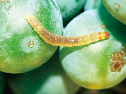 El operativo abarcó a los cuatro oasis productivos de la provincia e implicó la asistencia a 7.500 productores del sector. El operativo abarcó a los cuatro oasis productivos de la provincia e implicó la asistencia a 7.500 productores del sector.