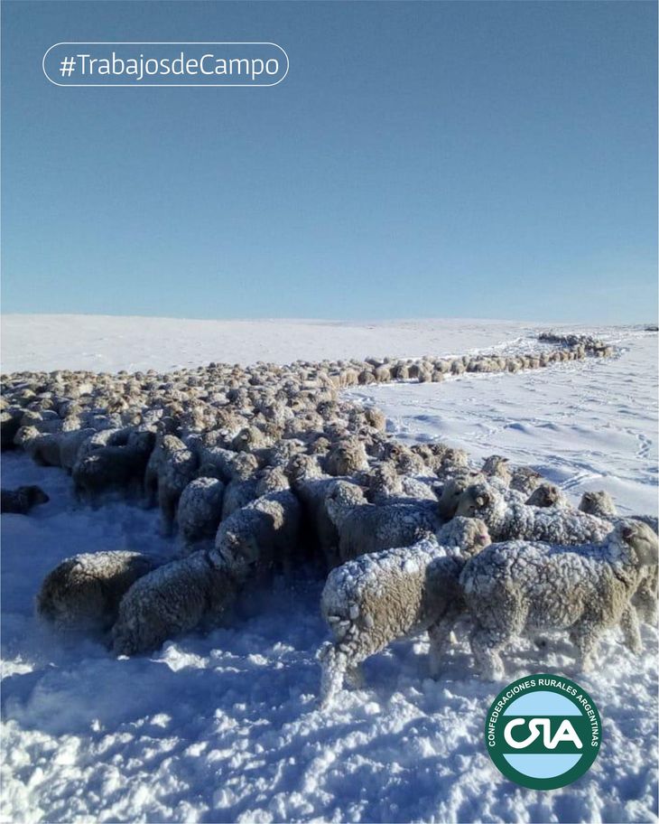 Si las nevadas no frenan, la mortandad de animales puede que sea significativa. Si las nevadas no frenan, la mortandad de animales puede que sea significativa.