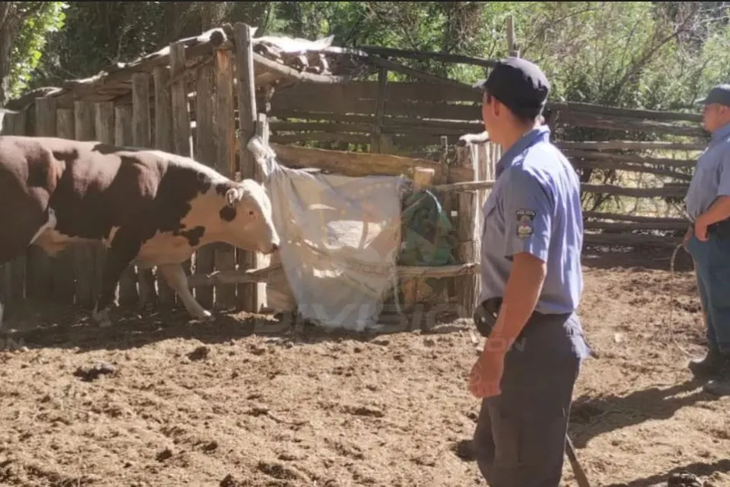 El abigeato, ¿un delito menor? El abigeato, ¿un delito menor?