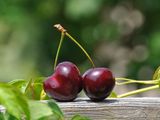 Chile apunta a que la cereza que no sea competitiva no sea exportada