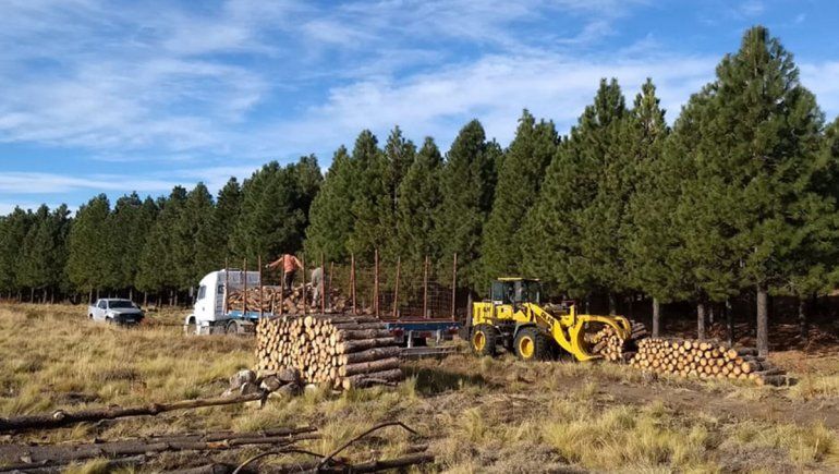 El Gobierno provincial puso en marcha el Operativo Leña