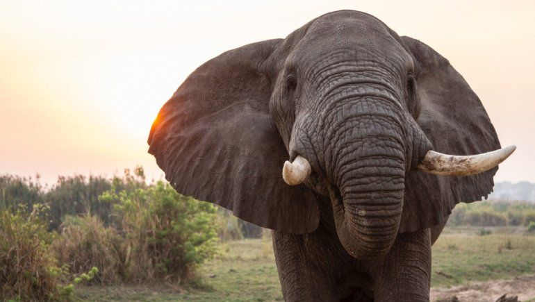 Sacrificio de elefantes en África: ¿Cómo se llegó a esta situación? Sacrificio de elefantes en África: ¿Cómo se llegó a esta situación?