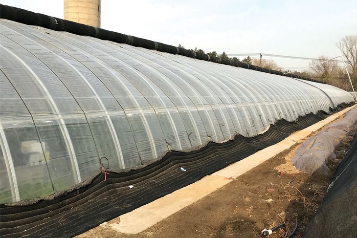 Las inversiones en superficie bajo cubierta para la producción de cerezas creció el 500% en las últimas dos temporadas. Las inversiones en superficie bajo cubierta para la producción de cerezas creció el 500% en las últimas dos temporadas.