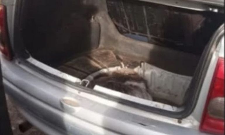 Chubut: llevaba un choique en el baúl del auto. Chubut: llevaba un choique en el baúl del auto.