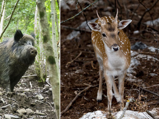 El ciervo axis compite con especies nativas protegidas y genera severos daños en cultivos correntinos.