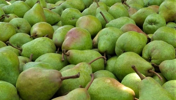 Si se inhibe el etileno y después no puede ser traído de vuelta, la fruta es dura y no sabe bien. Si se inhibe el etileno y después no puede ser traído de vuelta, la fruta es dura y no sabe bien.