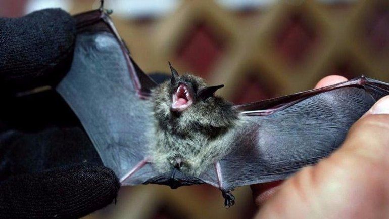 La Muni activó un protocolo de vacunación de mascotas por el murciélago rabioso
