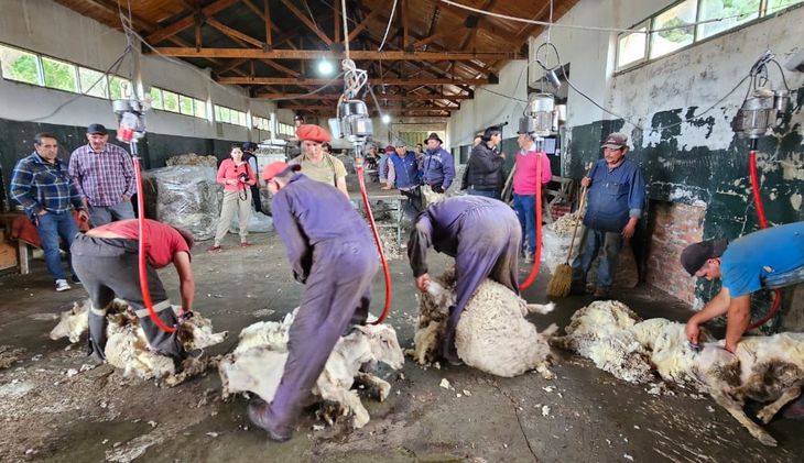 La unión y capacitación en PROLANA multiplica el valor de la lana para 50 crianceros del norte neuquino. Fotos: Walter Campos (TricaoMalalNoticias) La unión y capacitación en PROLANA multiplica el valor de la lana para 50 crianceros del norte neuquino. Fotos: Walter Campos (TricaoMalalNoticias)