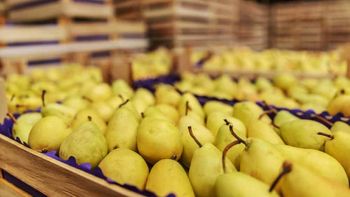 Las existencias de la variedad D’Anjou crecieron un 77% en EE.UU., mientras que la pera Conference en la Unión Europea supera en un 42% su promedio histórico. | LM Neuquen Las existencias de la variedad D’Anjou crecieron un 77% en EE.UU., mientras que la pera Conference en la Unión Europea supera en un 42% su promedio histórico.