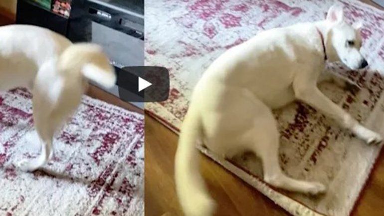 Este perro no deja de sumar visualizaciones en YouTube