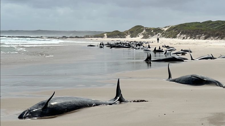 Las ballenas quedaron varadas en una playa remota del noroeste de Tasmania, isla ubicada al sur de Australia. 