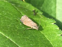 La plaga afecta los frutos de carozo y pomáceas. La plaga afecta los frutos de carozo y pomáceas.