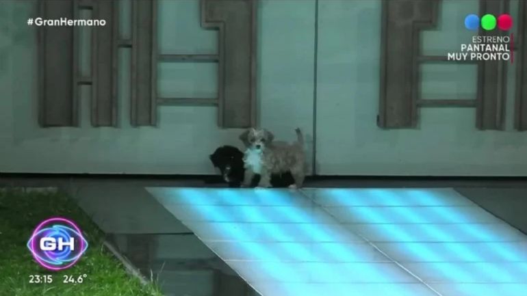 Mora y Caramelo, las anteriores mascotas de Gran Hermano Mora y Caramelo, las anteriores mascotas de Gran Hermano