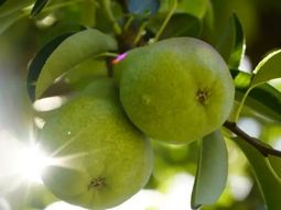 Los envíos externos cayeron desde julio y el sector apunta a la escasa disponibilidad de Packham’s. Los envíos externos cayeron desde julio y el sector apunta a la escasa disponibilidad de Packham’s.