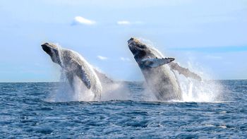 se supo: la ciencia revela como cantan las ballenas se supo: la ciencia revela como cantan las ballenas