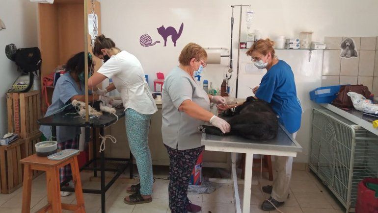 Castraciones gratis: Senillosa comenzó su segunda etapa