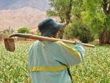 “Suelos Vivos de las Américas”, iniciativa que llevan a cabo el C-MASC y el IICA. Foto INTA.