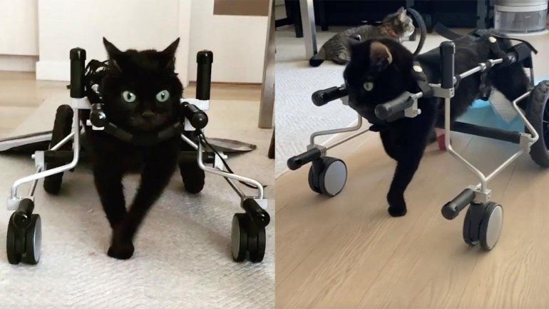 Esta gatita no deja de sumar reproducciones en YouTube