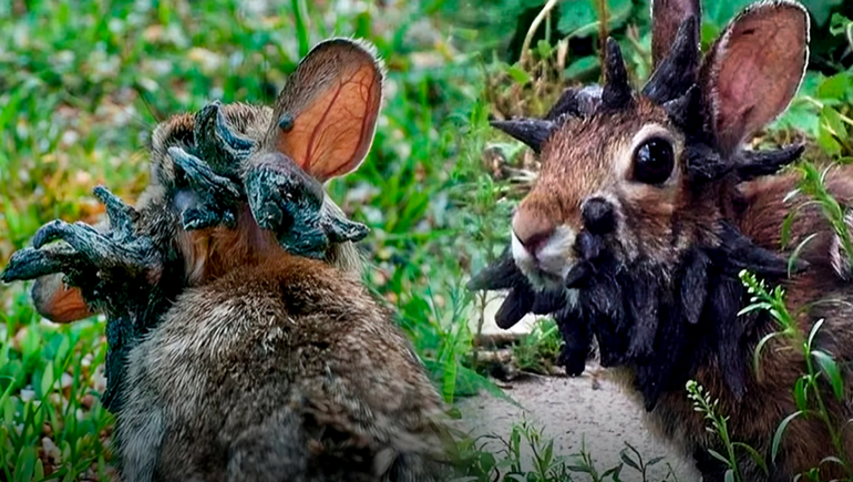 El virus que afectó a varios animales y desató alarma por un fenómeno 