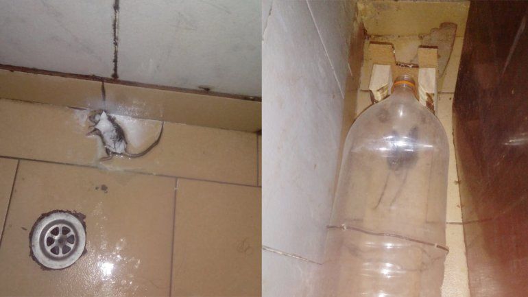 Por la mugre de una vecina, denuncia invasión de ratones en su casa