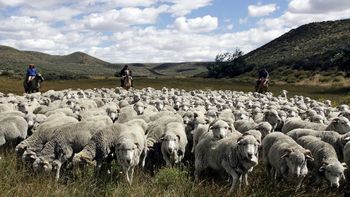 La producción ovina en jaque: menos carne, más problemas sanitarios | LM Neuquen La producción ovina en jaque: menos carne, más problemas sanitarios