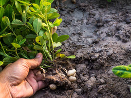 E maní argentino, gran éxito en el mercado global. E maní argentino, gran éxito en el mercado global.