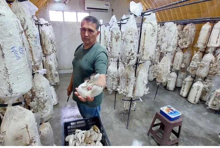 De chofer de ambulancia a productor de gírgolas: la historia emprendedora de Gastón