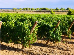 De la uva a la civilización: El viaje estético de ocho mil años contenido en una copa de vino, una magia de perfumes y sabores forjada por la naturaleza y la curiosidad humana. De la uva a la civilización: El viaje estético de ocho mil años contenido en una copa de vino, una magia de perfumes y sabores forjada por la naturaleza y la curiosidad humana.