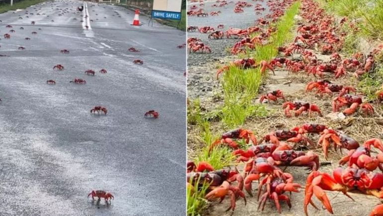 La isla queda cubierta por una marea roja de millones de cangrejos que avanzan desde la selva hasta la costa. La isla queda cubierta por una marea roja de millones de cangrejos que avanzan desde la selva hasta la costa.