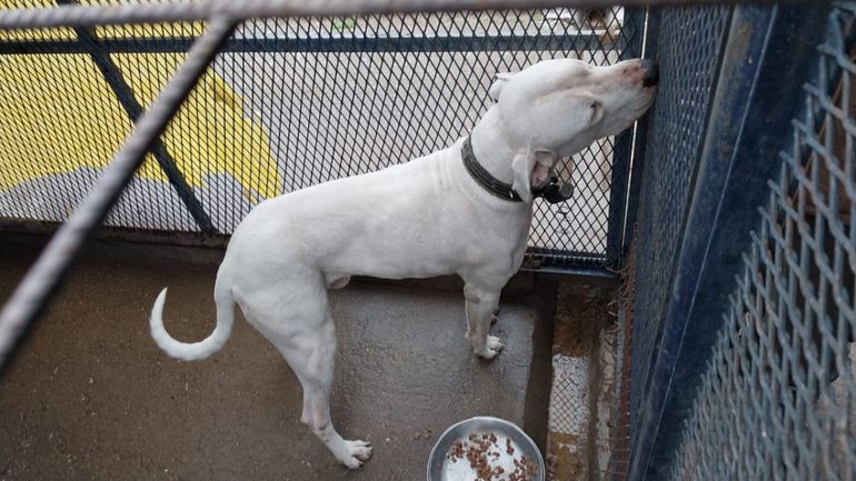 El dueño de los dogos denuncia que el vecino herido les disparó a sus perros