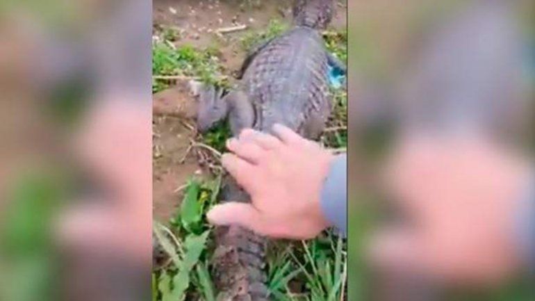 Insólito:liberó diez yacarés en un río de Córdoba para que se criaran