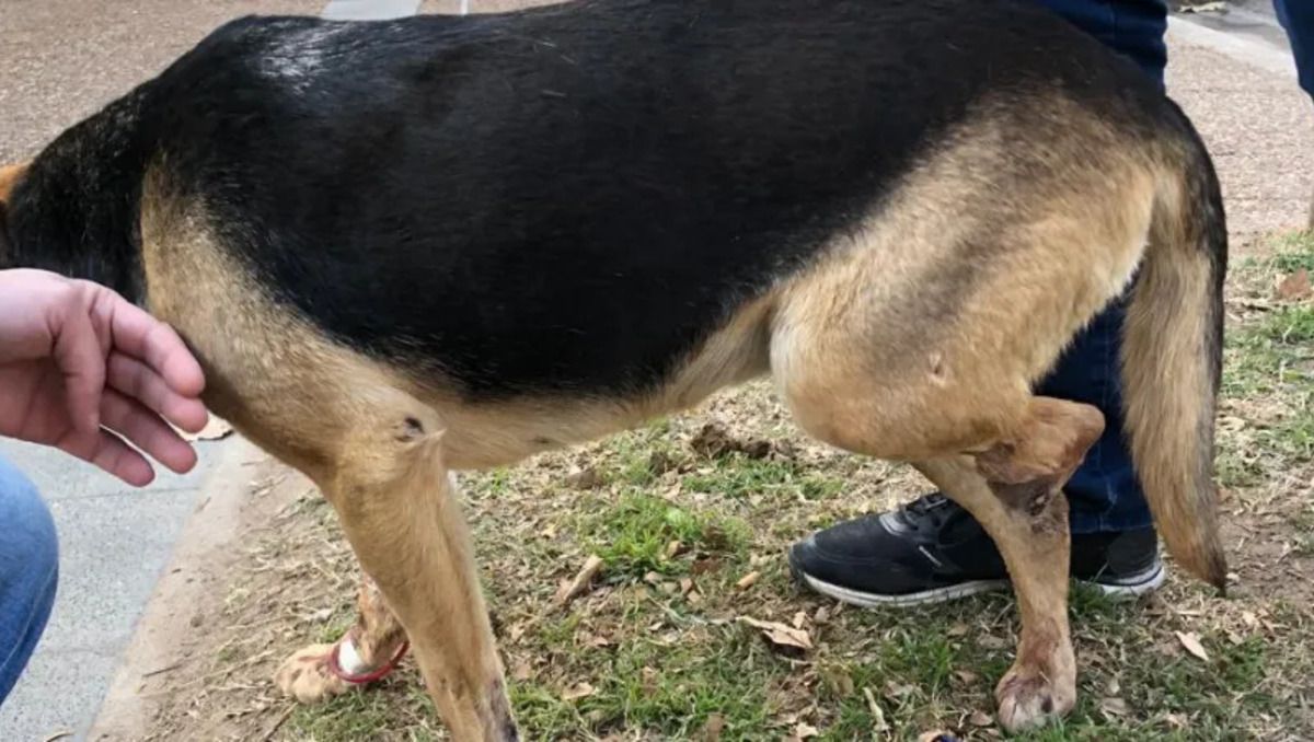 La Pampa: en Realicó, una perrita fue atacada por una pitbull y sufrió graves heridas.