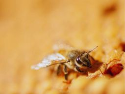 un extrano virus amenaza las abejas y a la produccion de miel argentina un extrano virus amenaza las abejas y a la produccion de miel argentina
