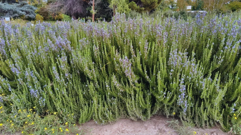 Planta de Franco INTA en floración: Floración lila persistente atrae polinizadores y embellece jardines todo el año. Foto: INTA Planta de Franco INTA en floración: Floración lila persistente atrae polinizadores y embellece jardines todo el año. Foto: INTA