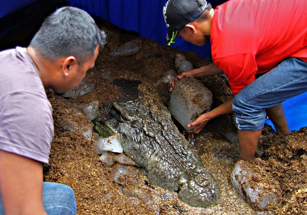 Murió en Filipinas el cocodrilo cautivo mas grande del mundo: se vienen las  carteras