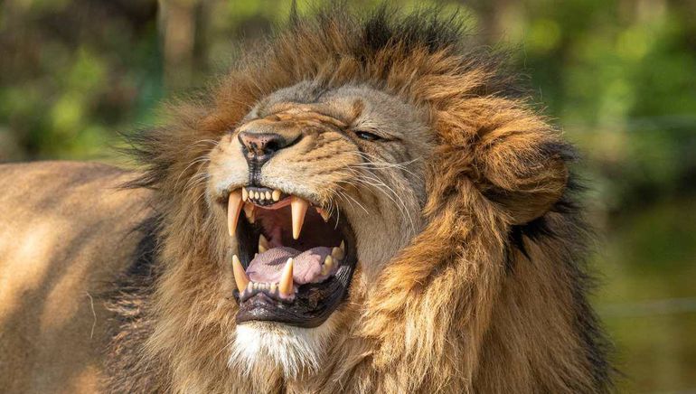 Compró un león como mascota en su patio pero todo acabó de una manera trágica