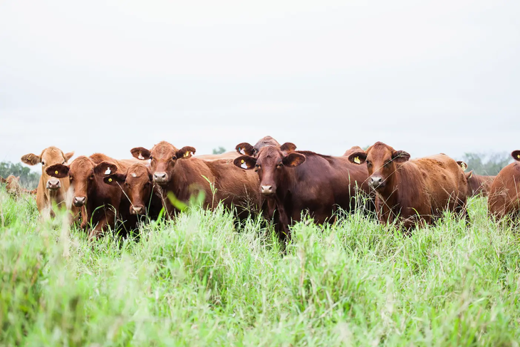 El feedlot de la compañía tiene capacidad para 50.000 animales en engorde simultáneo. El feedlot de la compañía tiene capacidad para 50.000 animales en engorde simultáneo.