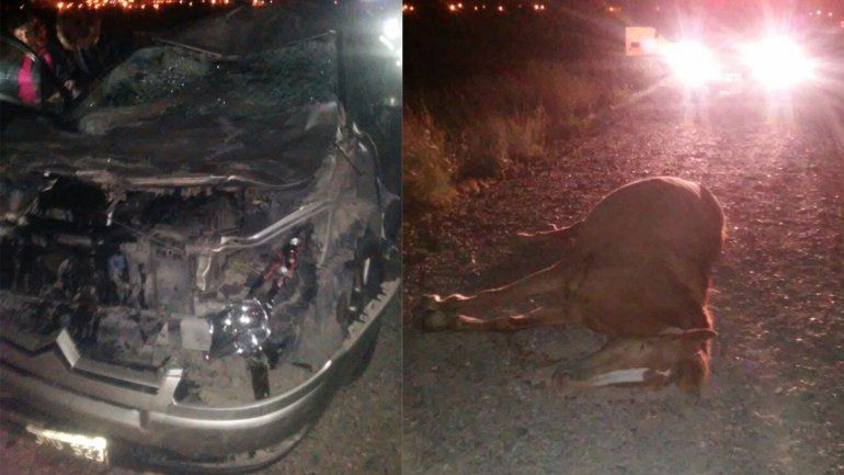 Atropellaron a una yegua que se les cruzó cuando iban por la Autovía Norte