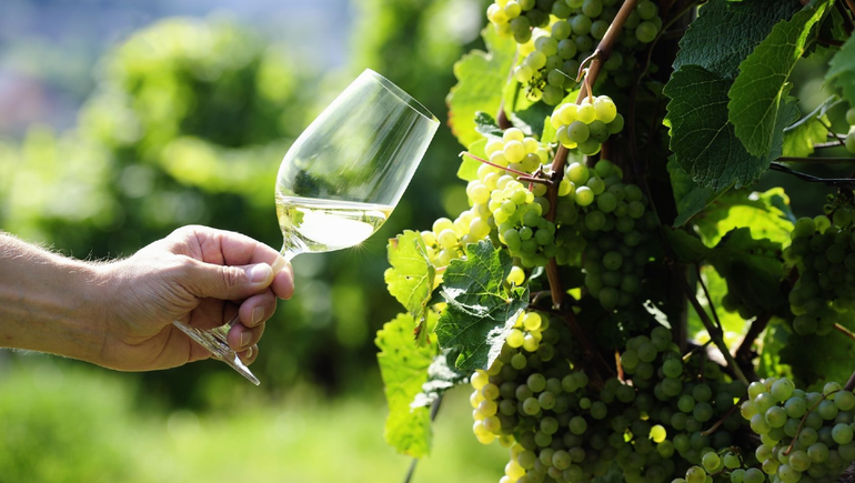 13 de marzo, Día mundial del Riesling