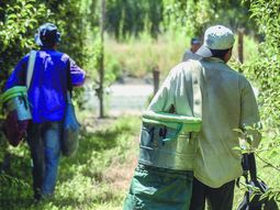 Los golondrina llegan de a miles durante la temporada de cosecha. Los golondrina llegan de a miles durante la temporada de cosecha.
