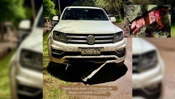 La camioneta que atropelló al puma en una ruta de San Martín de los Andes. La camioneta que atropelló al puma en una ruta de San Martín de los Andes.