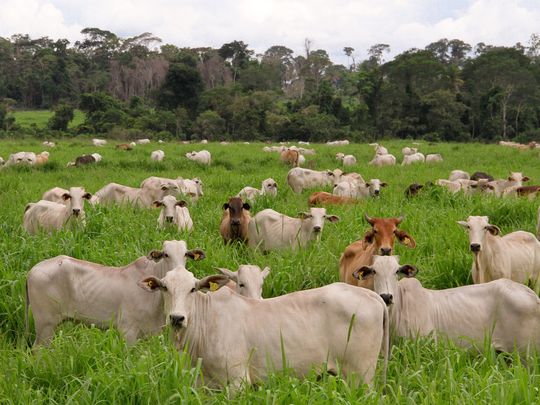 El país nórdico retiró a Brasil de la lista de proveedores autorizados tras cuestionar la documentación oficial sobre el control de antimicrobianos.