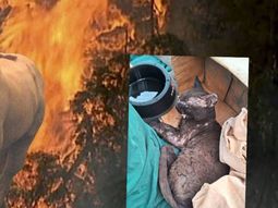 En medio de los incendios forestales, hay voluntarias salvando animales. En medio de los incendios forestales, hay voluntarias salvando animales.