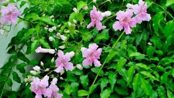 Conocé la enredadera ideal para pérgolas en la Patagonia | LM Neuquen Conocé la enredadera ideal para pérgolas en la Patagonia