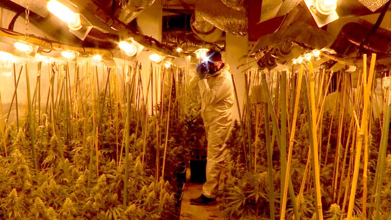 Una plantación indoor de cannabis descubierta en Cataluña, España