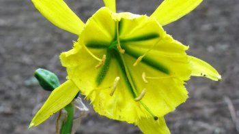 casi un 40% de las plantas del mundo estan amenazadas casi un 40% de las plantas del mundo estan amenazadas