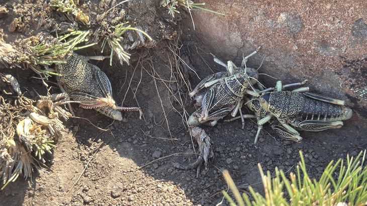 Tecnología aérea en la estepa: Río Negro desplegó drones para frenar el avance de la tucura en el sur provincial